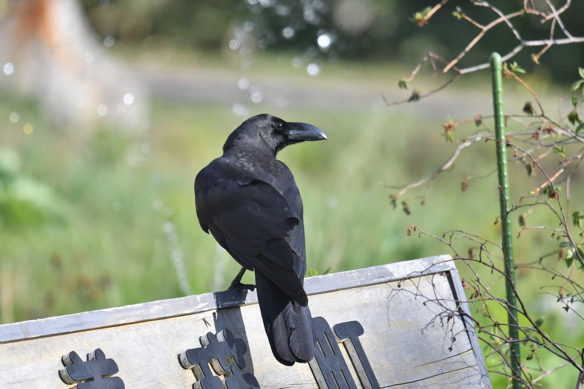 Photo of Large-billed Crow at 白金温泉 by あひる