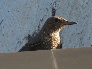 Blue Rock Thrush 自宅前 Fri, 10/15/2021