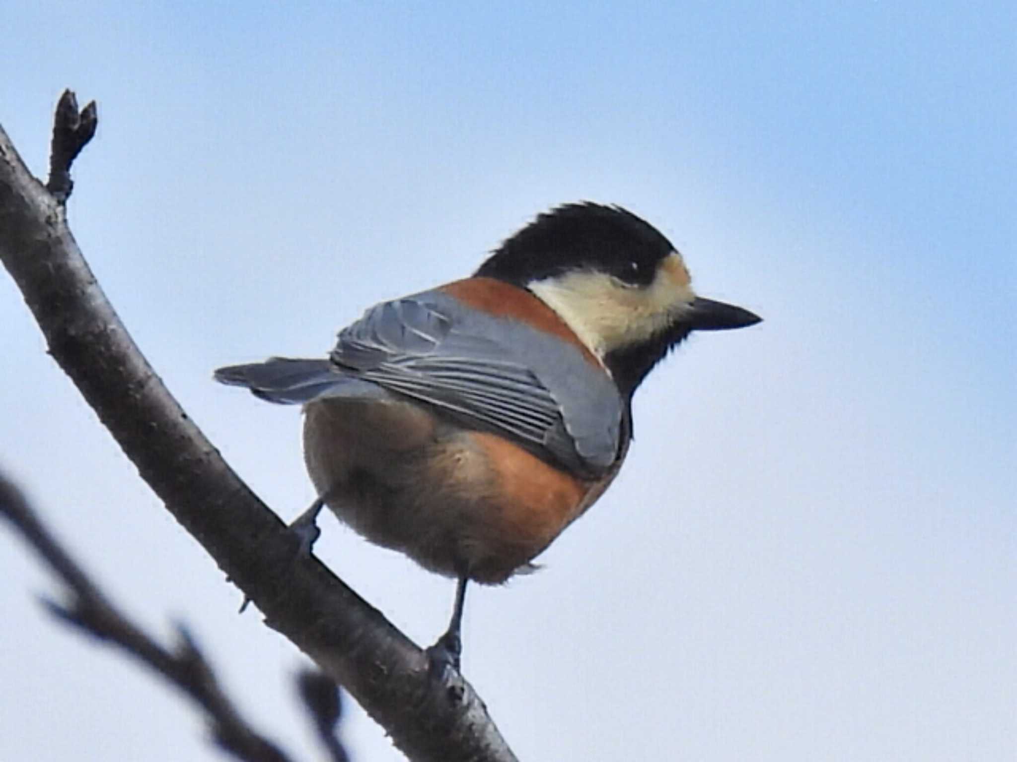 Photo of Varied Tit at 各務原市 by 寅次郎
