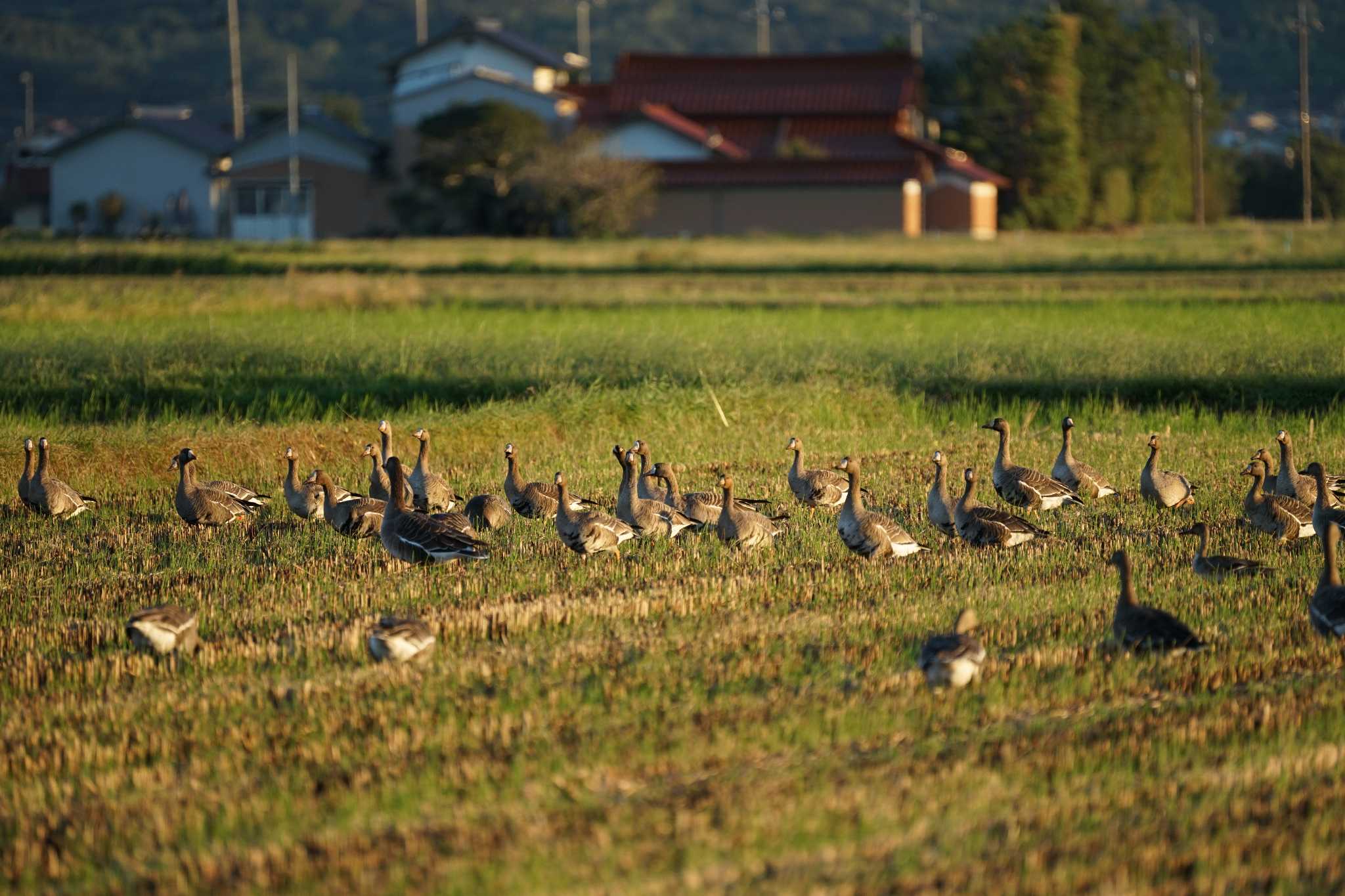 Photo of Greater White-fronted Goose at 斐伊川河口 by ひらも