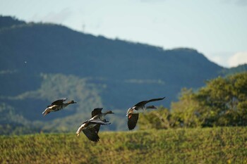 Greater White-fronted Goose 斐伊川河口 Mon, 10/18/2021