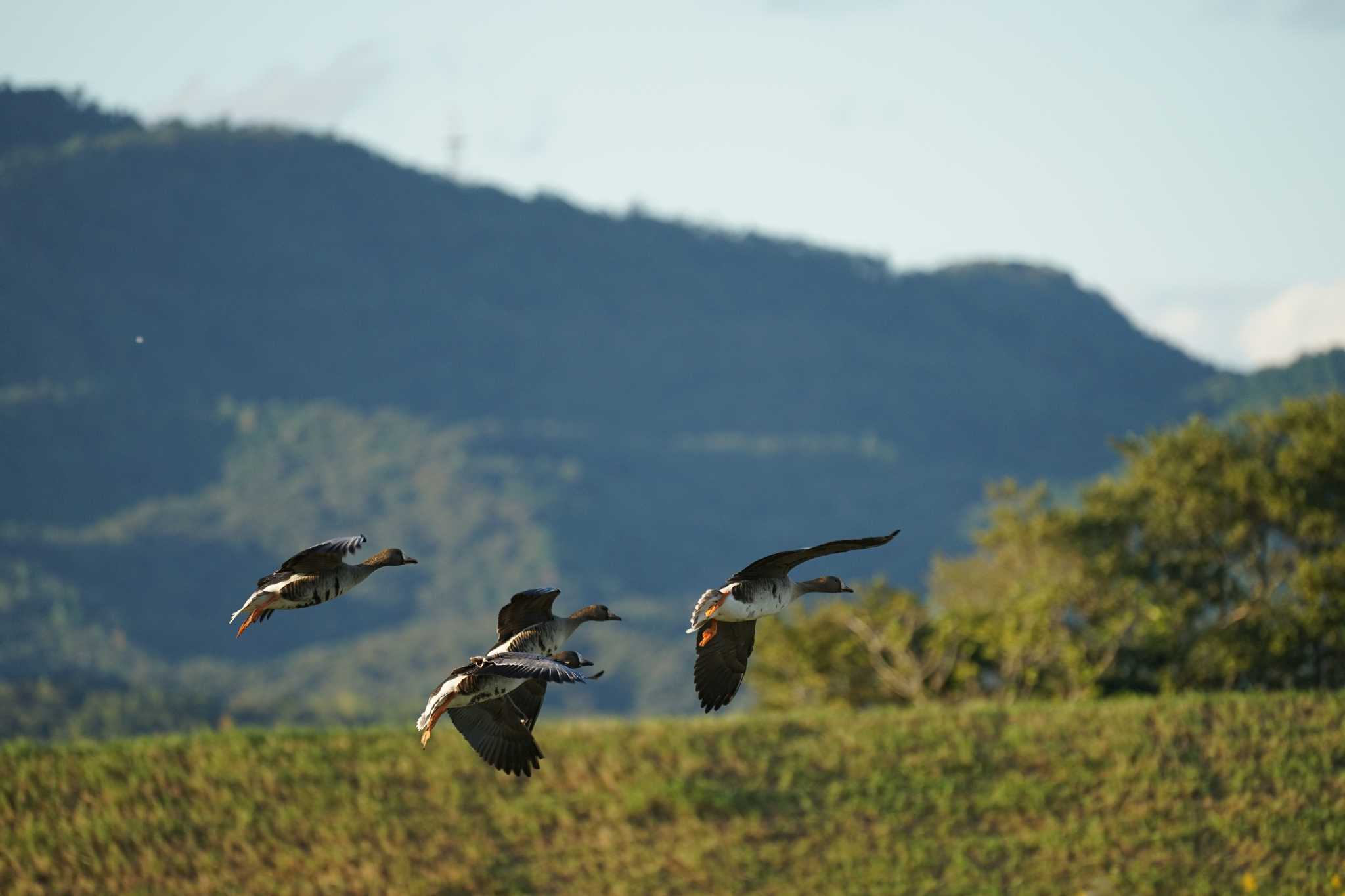 Greater White-fronted Goose