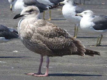 未同定 ふなばし三番瀬海浜公園 2021年10月10日(日)