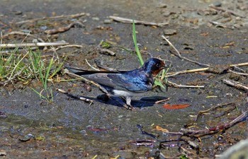 Barn Swallow Unknown Spots Sat, 4/29/2017