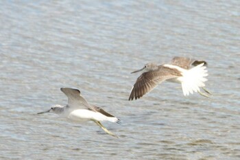 アオアシシギ 大阪南港野鳥園 2021年10月17日(日)