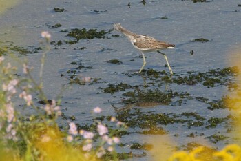 アオアシシギ 大阪南港野鳥園 2021年10月17日(日)