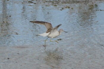 アオアシシギ 大阪南港野鳥園 2021年10月17日(日)