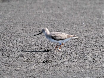 2021年10月18日(月) 船橋三番瀬公園の野鳥観察記録