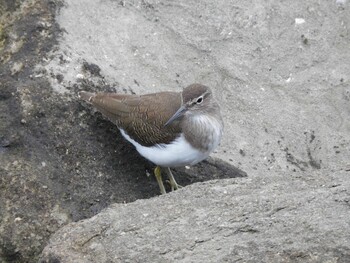 イソシギ 東京港野鳥公園 2021年10月16日(土)