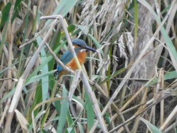 カワセミ 東京港野鳥公園 2021年10月16日(土)