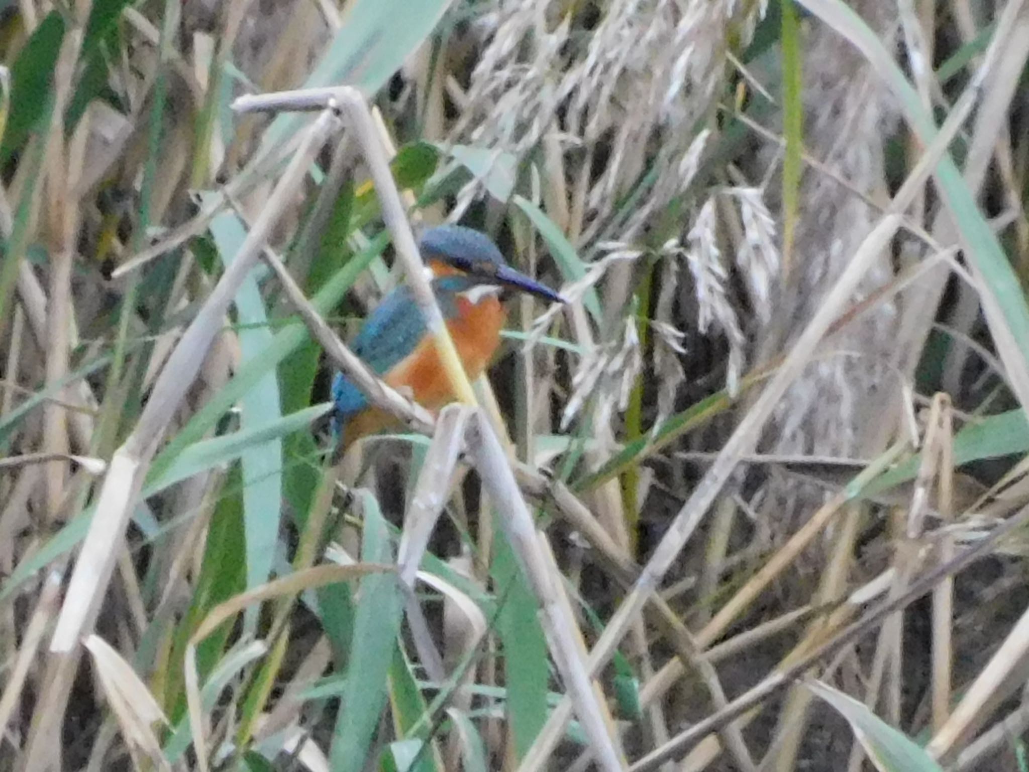 東京港野鳥公園 カワセミの写真 by ucello