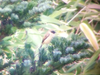 2021年10月16日(土) 御嶽山の野鳥観察記録