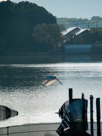 Great Egret 平城宮跡 Sat, 10/9/2021