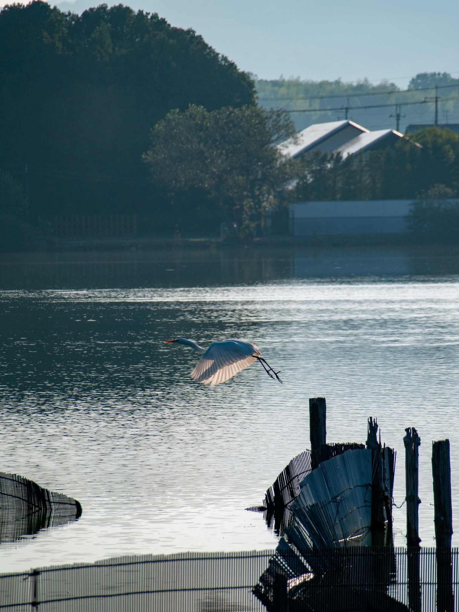 Photo of Great Egret at 平城宮跡 by veritas_vita