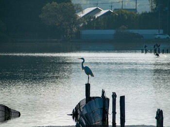 Great Egret 平城宮跡 Sat, 10/9/2021