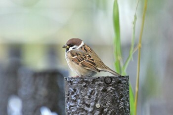 Eurasian Tree Sparrow 月寒公園 Mon, 10/18/2021