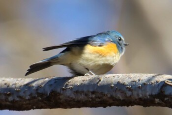 Red-flanked Bluetail Hayatogawa Forest Road Fri, 1/1/2021