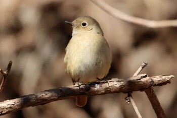 ジョウビタキ 早戸川林道 2021年1月1日(金)