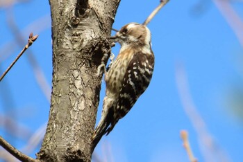 Japanese Pygmy Woodpecker Kasai Rinkai Park Sun, 1/3/2021
