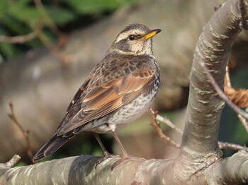 Dusky Thrush Kasai Rinkai Park Sun, 1/3/2021