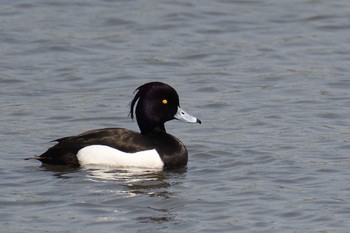 キンクロハジロ 東京港野鳥公園 2017年4月30日(日)