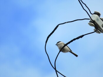 2021年10月19日(火) 十勝北部の野鳥観察記録