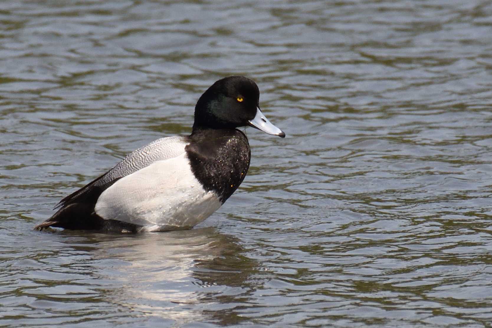 Photo of Greater Scaup at Tokyo Port Wild Bird Park by GIGI