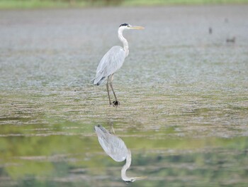 1970年1月1日(木) 麻機遊水地の野鳥観察記録