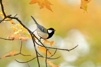 Japanese Tit 月寒公園 Tue, 10/19/2021