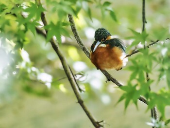 未同定 薬師池公園 2021年10月18日(月)