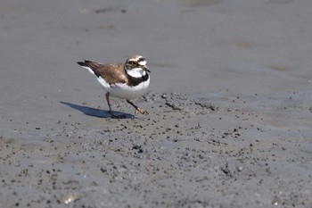 コチドリ 東京港野鳥公園 2017年4月30日(日)