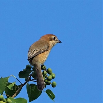 2021年10月18日(月) 草津下物の野鳥観察記録