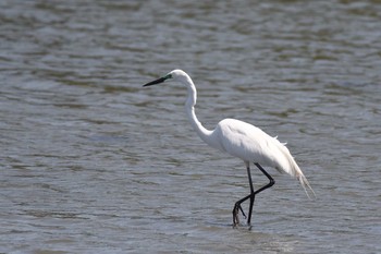 ダイサギ 東京港野鳥公園 2017年4月30日(日)