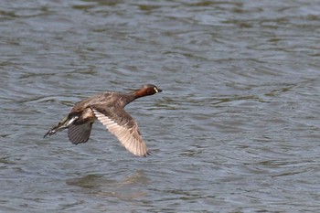 カイツブリ 東京港野鳥公園 2017年4月30日(日)