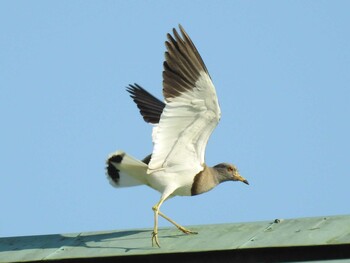 Grey-headed Lapwing 稲沢公園 Mon, 4/26/2021