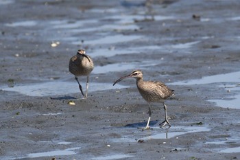 チュウシャクシギ 東京港野鳥公園 2017年4月30日(日)