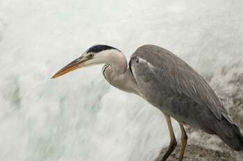 アオサギ 湯河原 2021年10月16日(土)