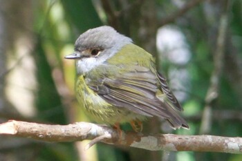 Pale-yellow Robin イーチャム湖 Wed, 7/2/2014