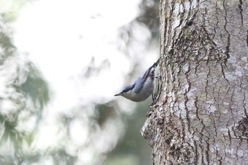 Chestnut-vented Nuthatch Angkhang Nature Resort Thu, 3/23/2017