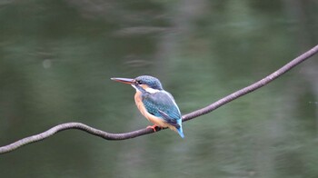 Common Kingfisher 善福寺公園 Sun, 10/17/2021