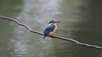 Common Kingfisher 善福寺公園 Sun, 10/17/2021