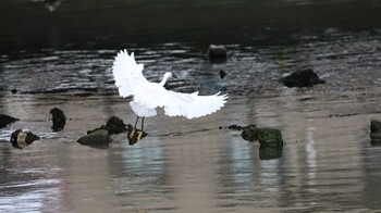 シラサギ 善福寺川 2021年10月17日(日)