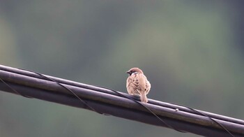 Eurasian Tree Sparrow 宮ノ平 Sat, 10/16/2021