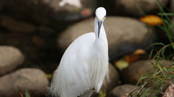 シラサギ 和田堀公園 2021年10月10日(日)