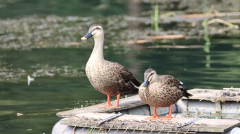 未同定 井の頭公園 2021年10月3日(日)