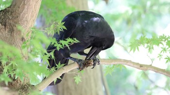 未同定 井の頭公園 2021年10月3日(日)