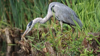 Grey Heron Inokashira Park Sun, 10/3/2021