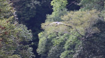 アオサギ 奥多摩 2021年10月2日(土)