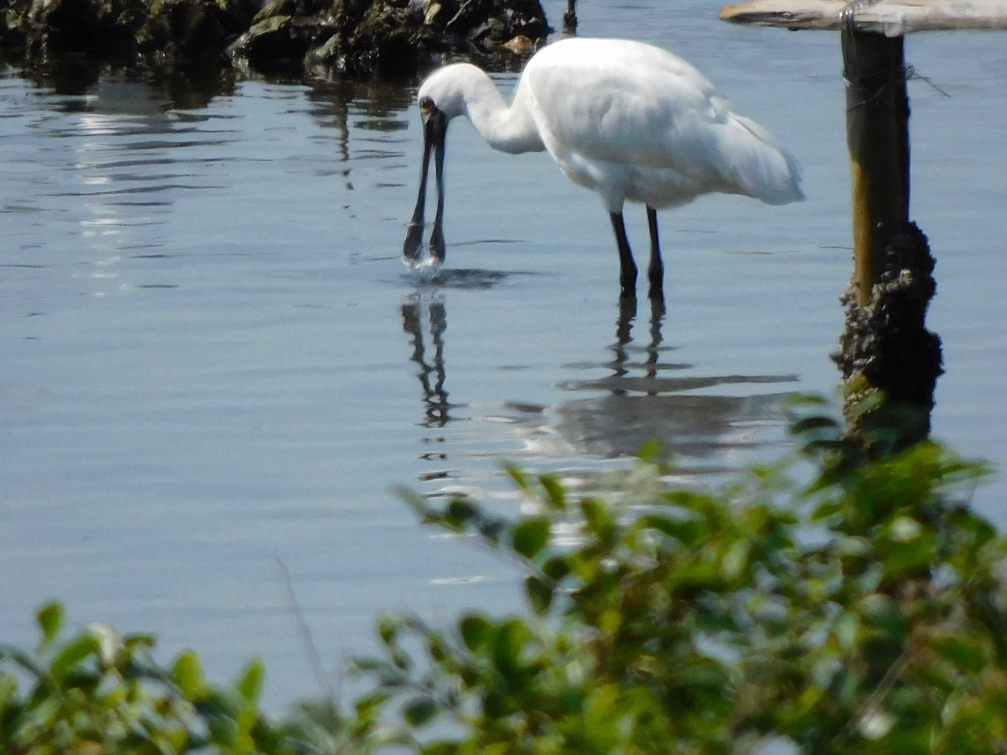 大阪南港野鳥園 クロツラヘラサギの写真 by mkmole