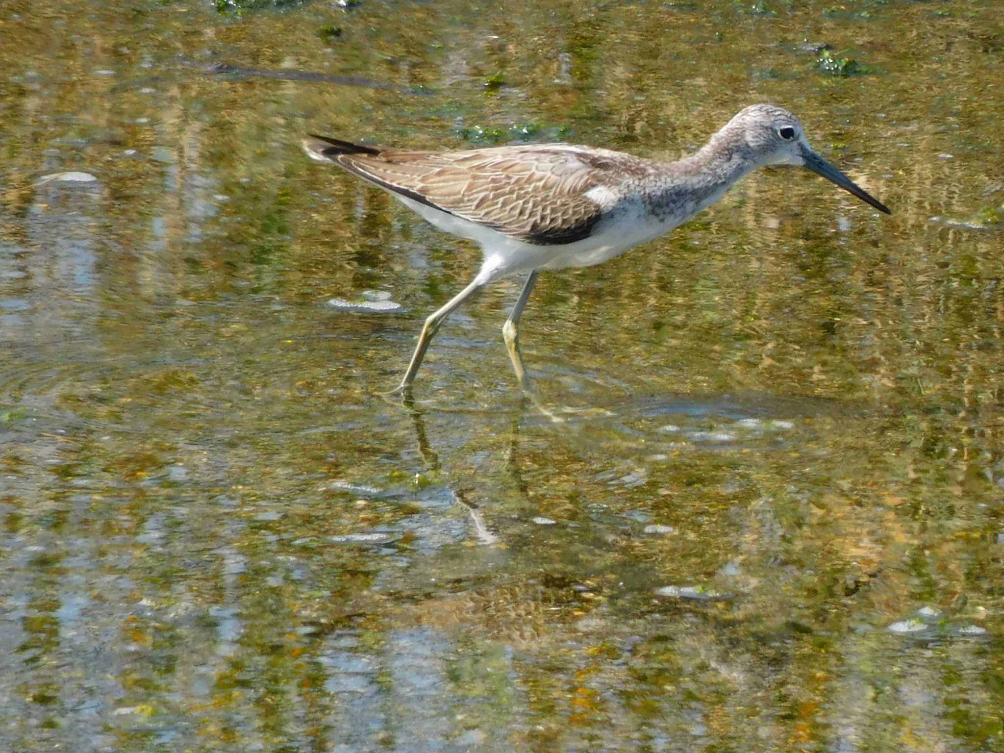 大阪南港野鳥園 アオアシシギの写真 by mkmole